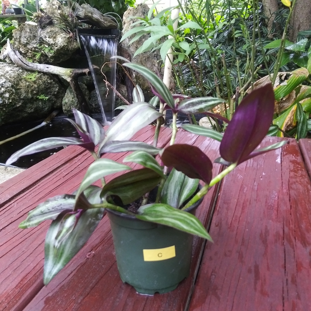 Tradescantia Zebrina "C"